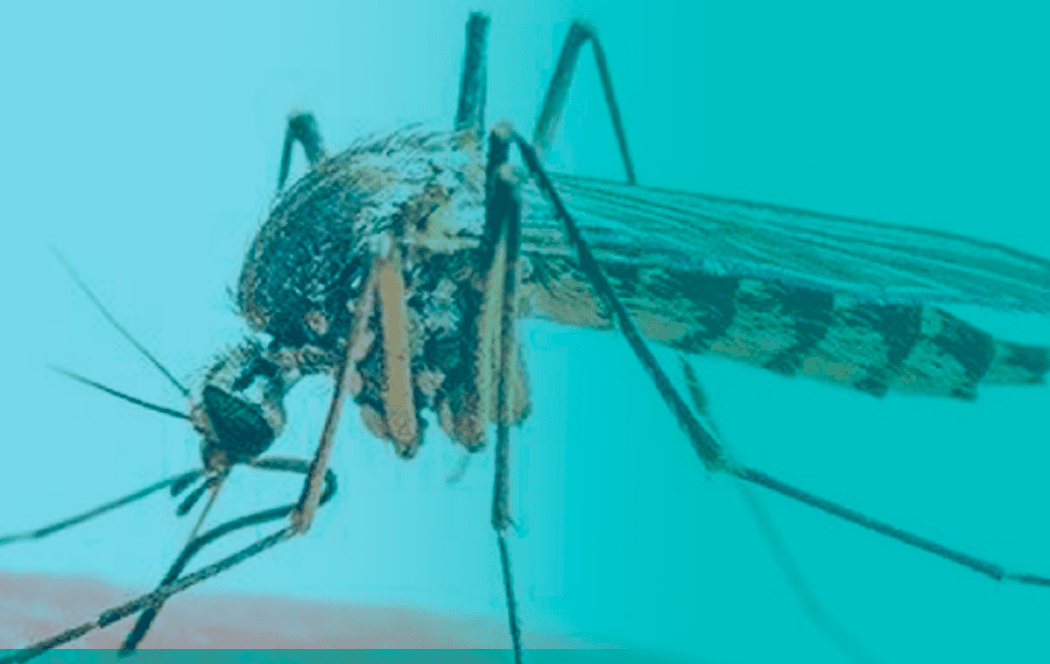 Diversity components in mosquito-borne diseases in face of climate change